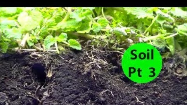 'Soil Pt3 How to Start & GROW Nutrient DENSE Vegetables & Fruits No Till Garden Beginners Series'