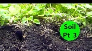 'Soil Pt3 How to Start & GROW Nutrient DENSE Vegetables & Fruits No Till Garden Beginners Series'