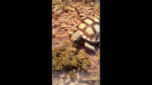 'Sulcata eat grassland tortoise food of ZooMed (30-05-2015)'