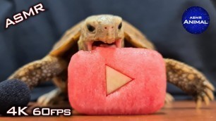 'Tortoise Eating Youtube ASMR Turtle 