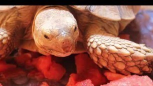 'Sulcata Tortoise Eating Watermelon'