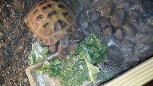 'My tortoise eating his food'