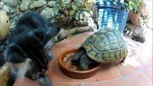 'Tortoise eating cat food'