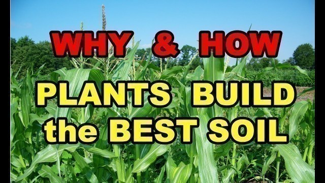 'HOW & WHY Plants Build ( Grow ) the BEST SOIL in Vegetable Gardens for beginners Series 101. Part 1'