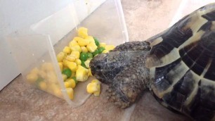 'Cute tortoise eating'