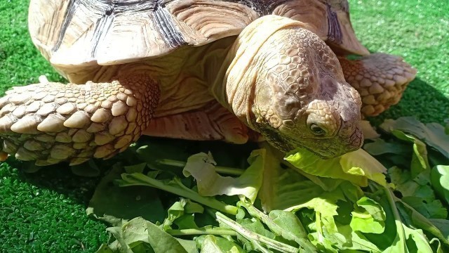 'Tortoise Eating Raw Vegan Breakfast - Eating Sounds'
