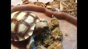 'Sulcata baby eat Gassland Tortoise Food'