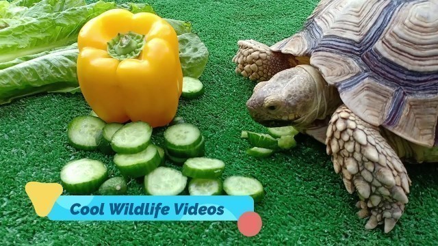 'Tortoise Feeding Time'
