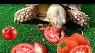 'Vegetarian Food - Tortoise Eating Tomato'