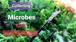 'Harvest Microbes in Nature ( Forest Mycelium in Soil with KNF Garden Methods ) PT 1'