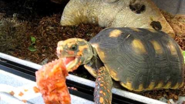 'Hand Feeding Red Foot Tortoise'