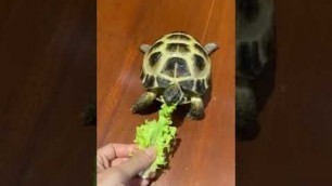 'Russian Tortoise Fastest in the world running to eat Food #Youtube #Shorts'