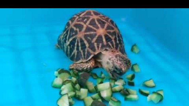 'My star tortoise feeding on cucumbers and other greens.'