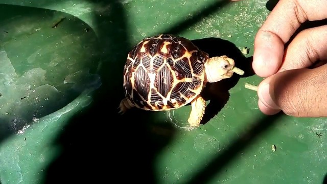 'Baby Star Tortoise eating out of hand'