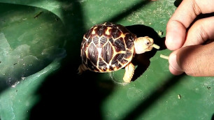 'Baby Star Tortoise eating out of hand'