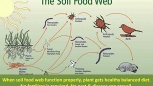 'Soil food web'