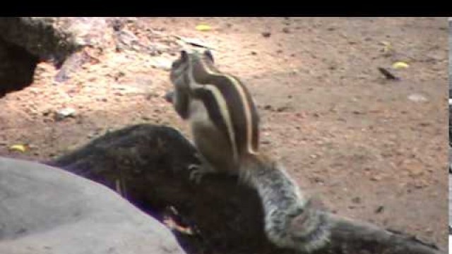 'Squirrel Eating Tortoise  Food | Squirrel Children Videos | Squirrel  Funny Videos'