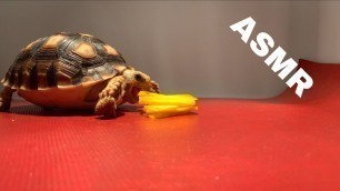 'Baby Tortoise Eating Pumpkin ASMR Cute