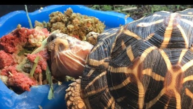 'Tricking a Picky Tortoise into Eating Hay.'