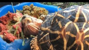'Tricking a Picky Tortoise into Eating Hay.'