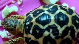 'star tortoise Speedo eating food'