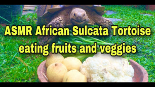 'My Tortoise eating fruits and veggies Food ASMR'