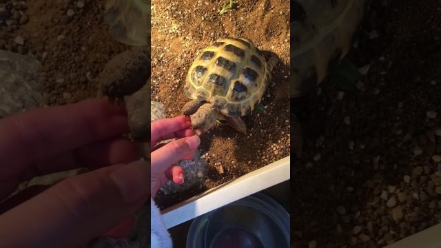 'Baby tortoise | looking for food| getting trained #shorts'