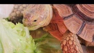 'ASMR Tortoise Eating zucchini & Vegetable'