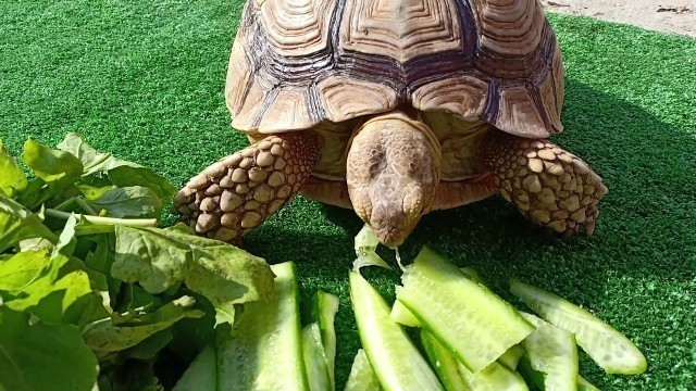 'Tortoise Eating Cucumber ASMR - Morning Routines with my Animals'
