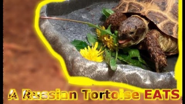 'A Russian Tortoise eats!!!'