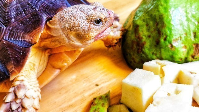 'ASMR Mouth Sounds Rare Sulcata Pet Tortoise Shell Slow and Intense Eating a White Guava'