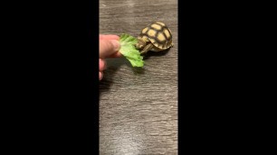 'Cute Baby Tortoise Eating'