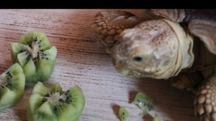 'Tortoise Love Kiwi Fruit ASMR Eating'