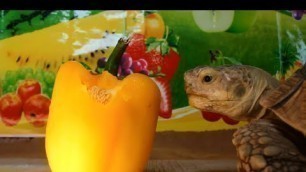 'ASMR Tortoise Eating Yellow Sweet Pepper Plant'