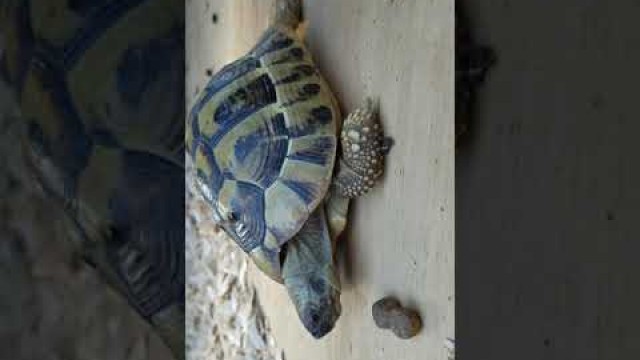 'Baby Tortoise loves to eat dog food'