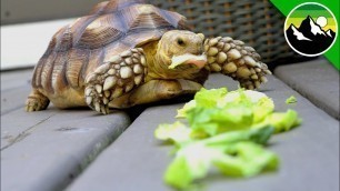 'How Much Can a Tortoise Eat?! - A Green Bean Movie'