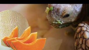 'Fast Eating - ASMR - Tortoise Eating Show'