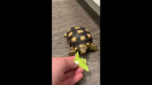 'Baby Tortoise Eating'
