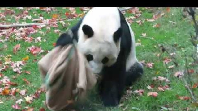 'Bei Bei shaking food out of a sack'