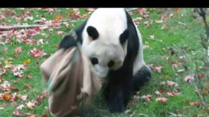 'Bei Bei shaking food out of a sack'