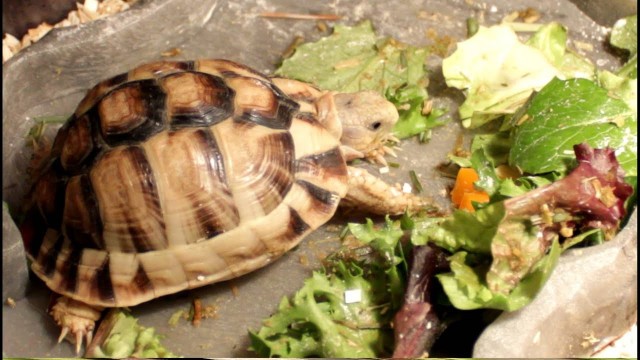 'Young CB Egyptian Tortoise Eating Video 2'