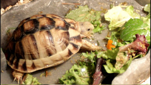 'Young CB Egyptian Tortoise Eating Video 2'