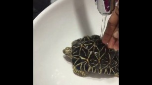 'indian star tortoise eating food'