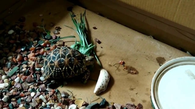 'Indian Star Tortoise eating his favourite meal!!'