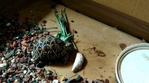 'Indian Star Tortoise eating his favourite meal!!'