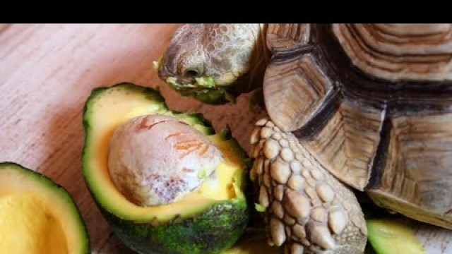 'Tortoise Love Avocado ASMR Eating'