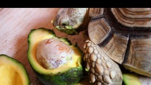 'Tortoise Love Avocado ASMR Eating'