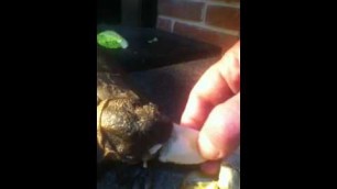 'Tortoise eating banana'