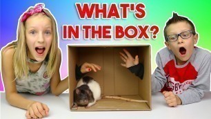 'What\'s in the BOX Challenge!!!!!!'