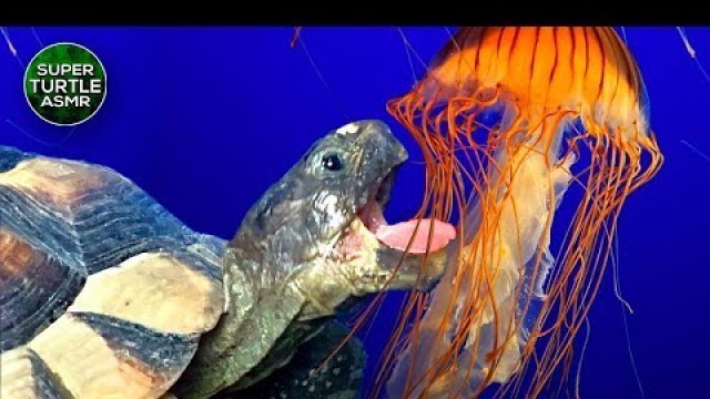 'Turtle Eating Food (JELLYFISH) Tortoise ASMR Animal #shorts'